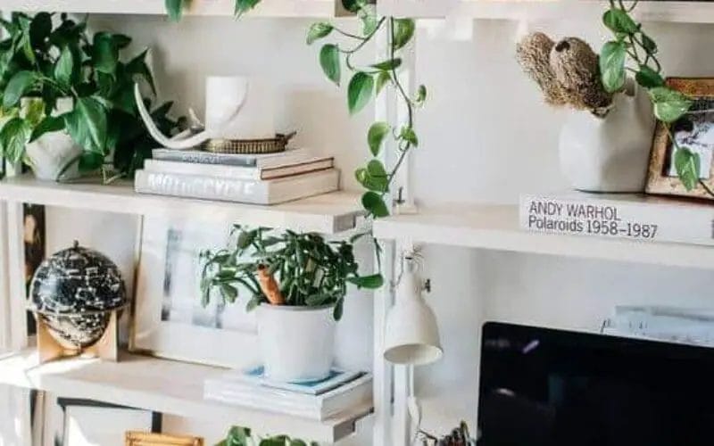 32 Office Plants You’ll want to adopt