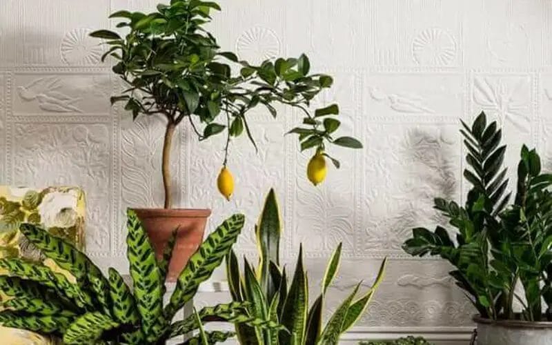27 Interior Design Plants Inside House Pictures
