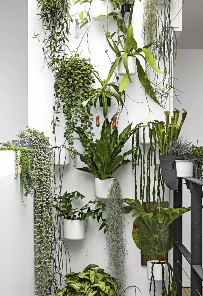 Photo of potted plants on the wall.