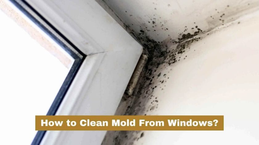 Photo of a windows full of black mold. How to Clean Mold From Windows?