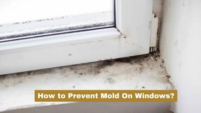 Photo of a window full of mold. How to Prevent Mold On Windows?
