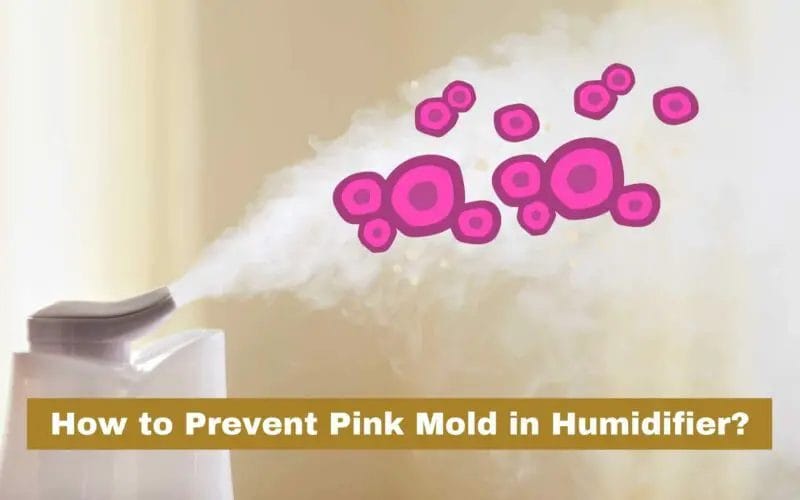 How to Prevent Pink Mold in Humidifier?