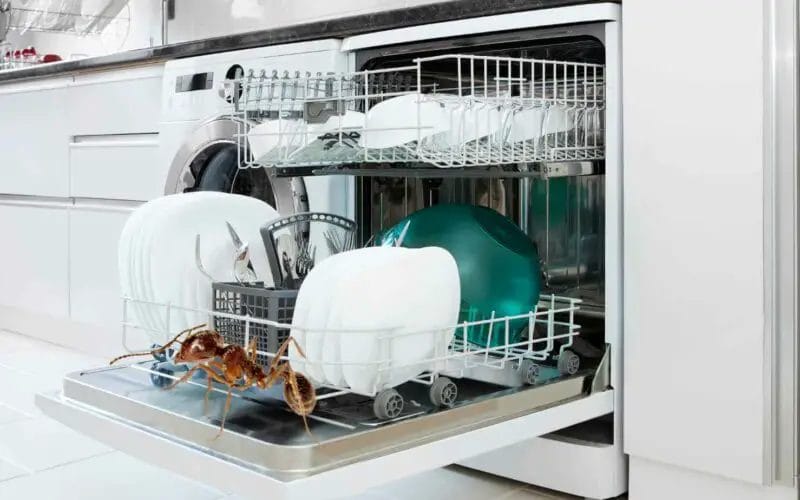 Ants in the Dishwasher: How to Get Rid of Them Easily